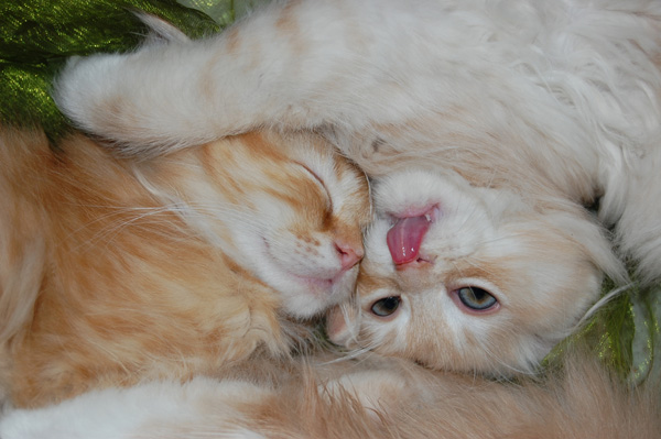 wir haben uns lieb.jpg